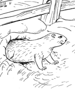 Groundhog day coloring pages