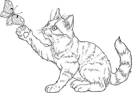 Kitty coloring page images â browse photos vectors and video