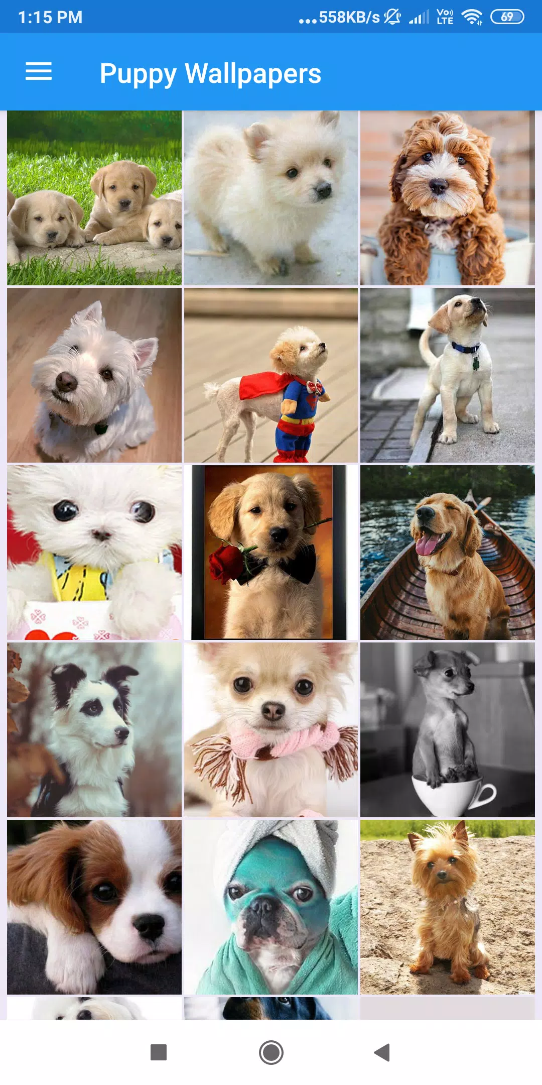 Download Free 100 + puppy collages Wallpapers