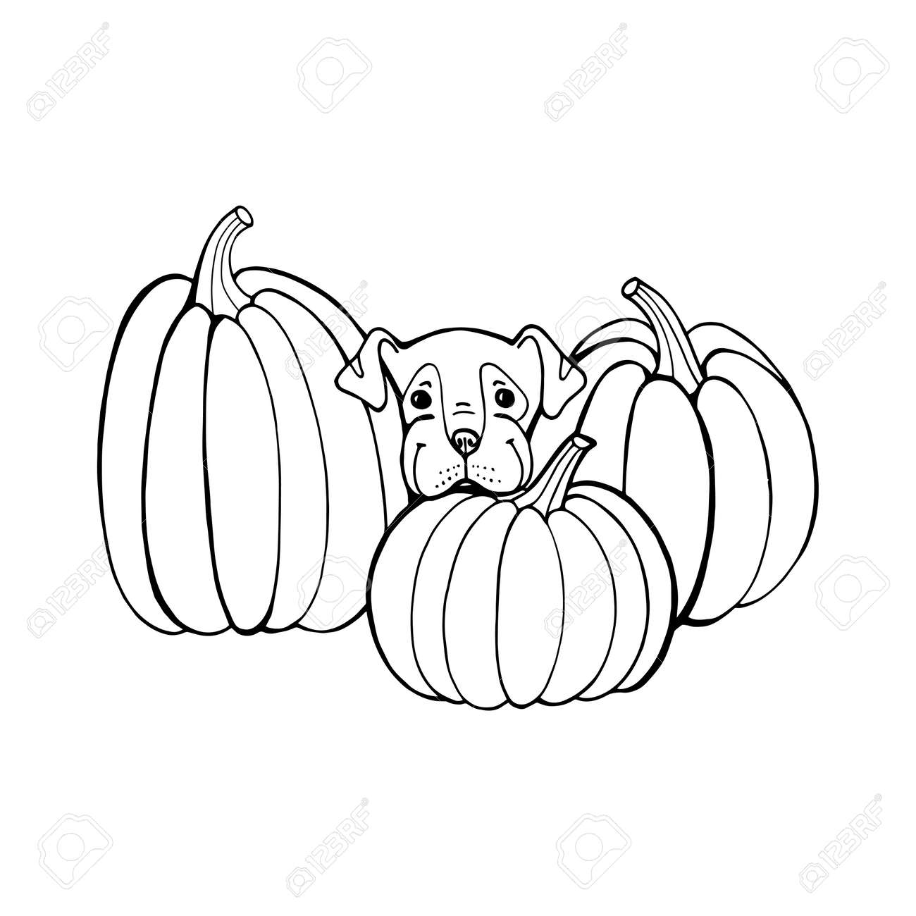 Dog with pumpkin coloring book page outlines of animals in halloween pumpkins stock photo picture and royalty free image image