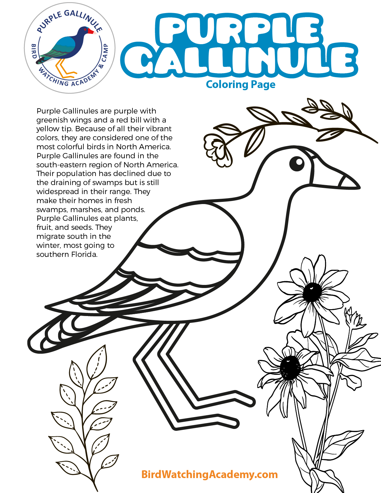 Purple gallinule coloring page