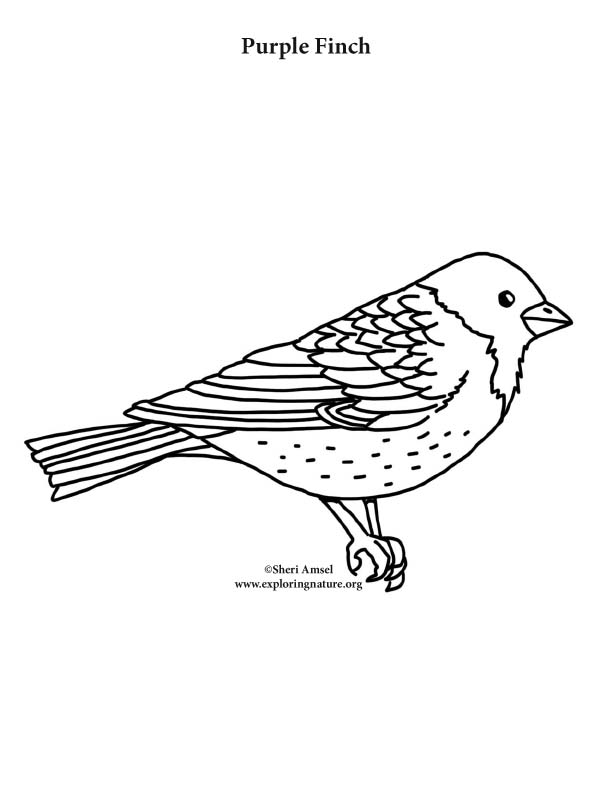 Purple finch coloring page