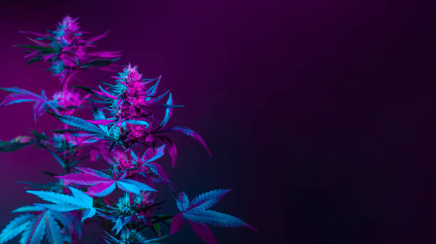 Download Free 100 + purple kush Wallpapers