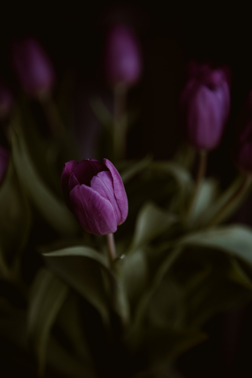 Download Free 100 + purple tulips Wallpapers