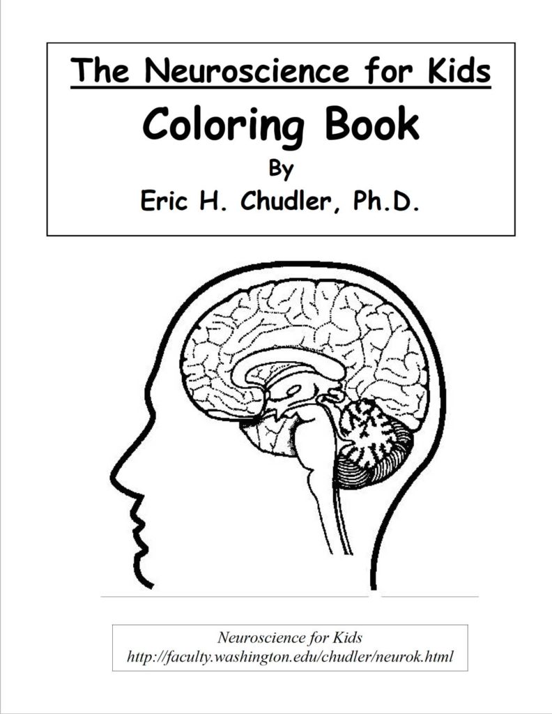 Psychology and brain sciences puzzles coloring pages â science fest
