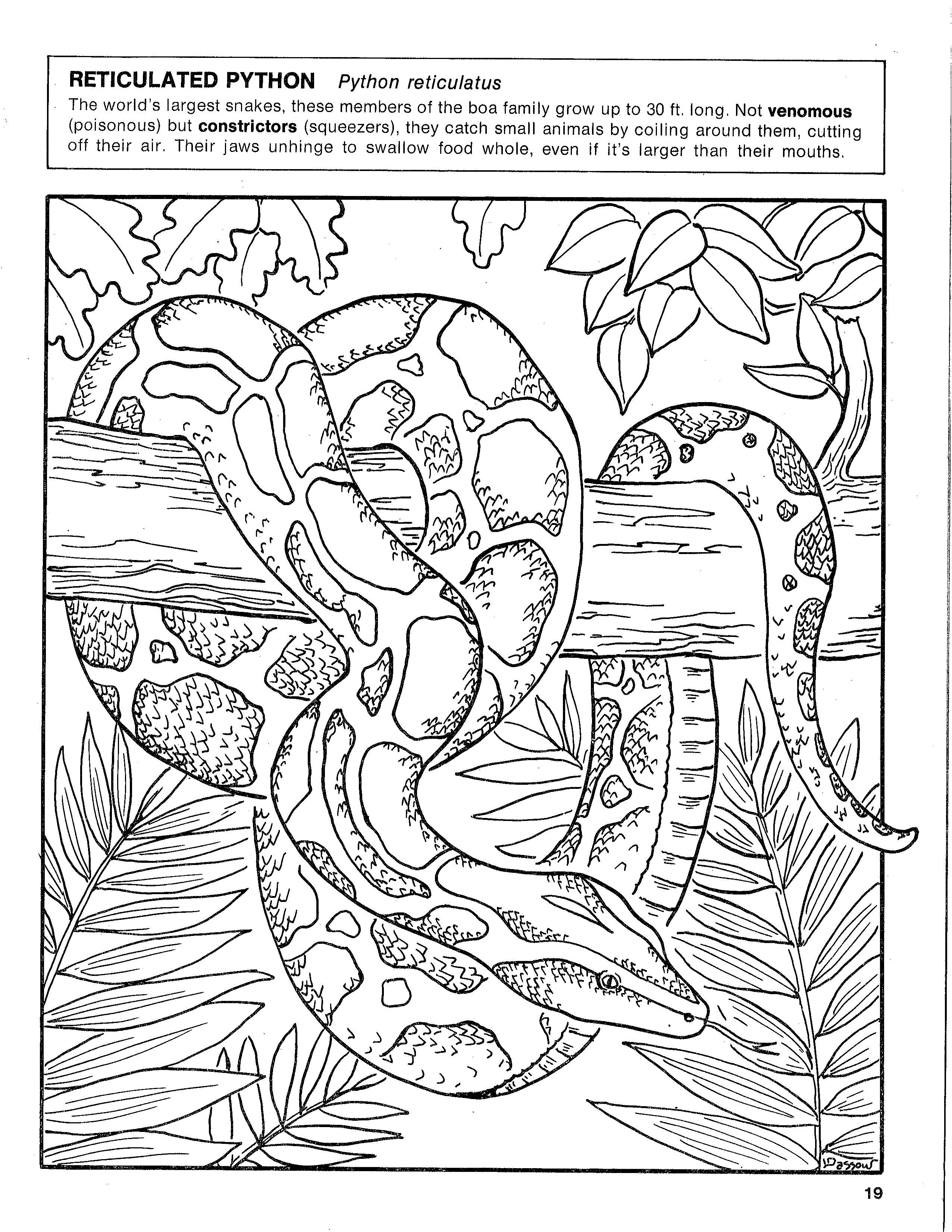 Python coloring page coloring pages color tapestry