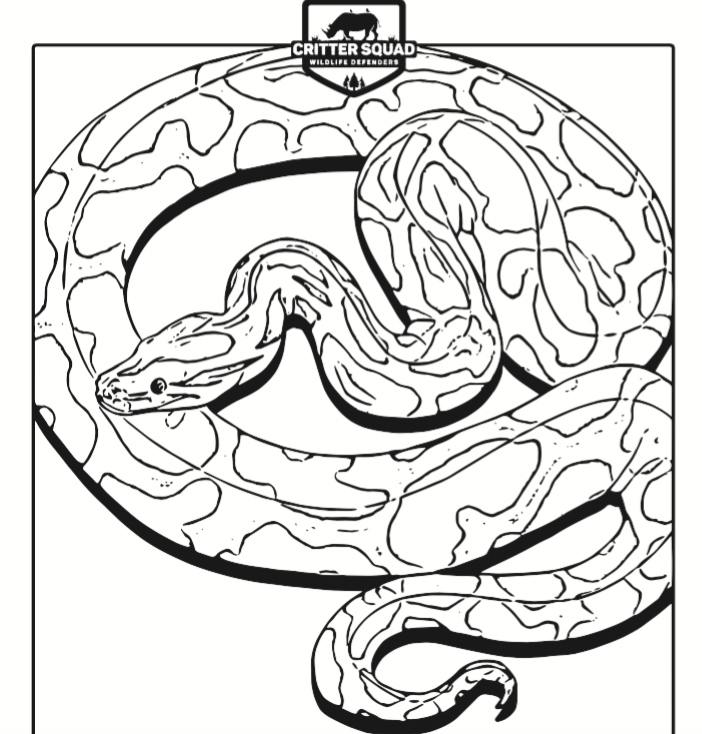 Burmese python coloring page