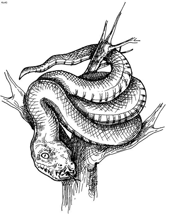 Python snake coloring pages animal coloring pages coloring pages