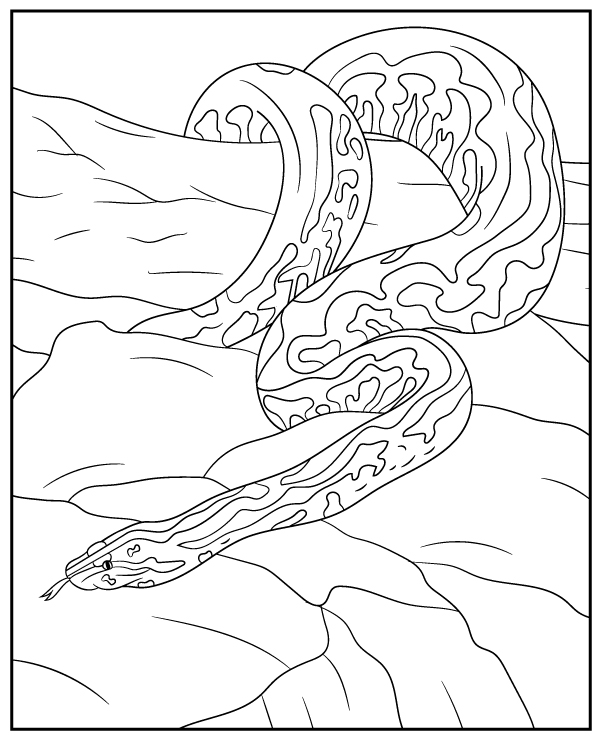 Blood python coloring page with a snake