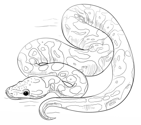 Python coloring pages free coloring pages