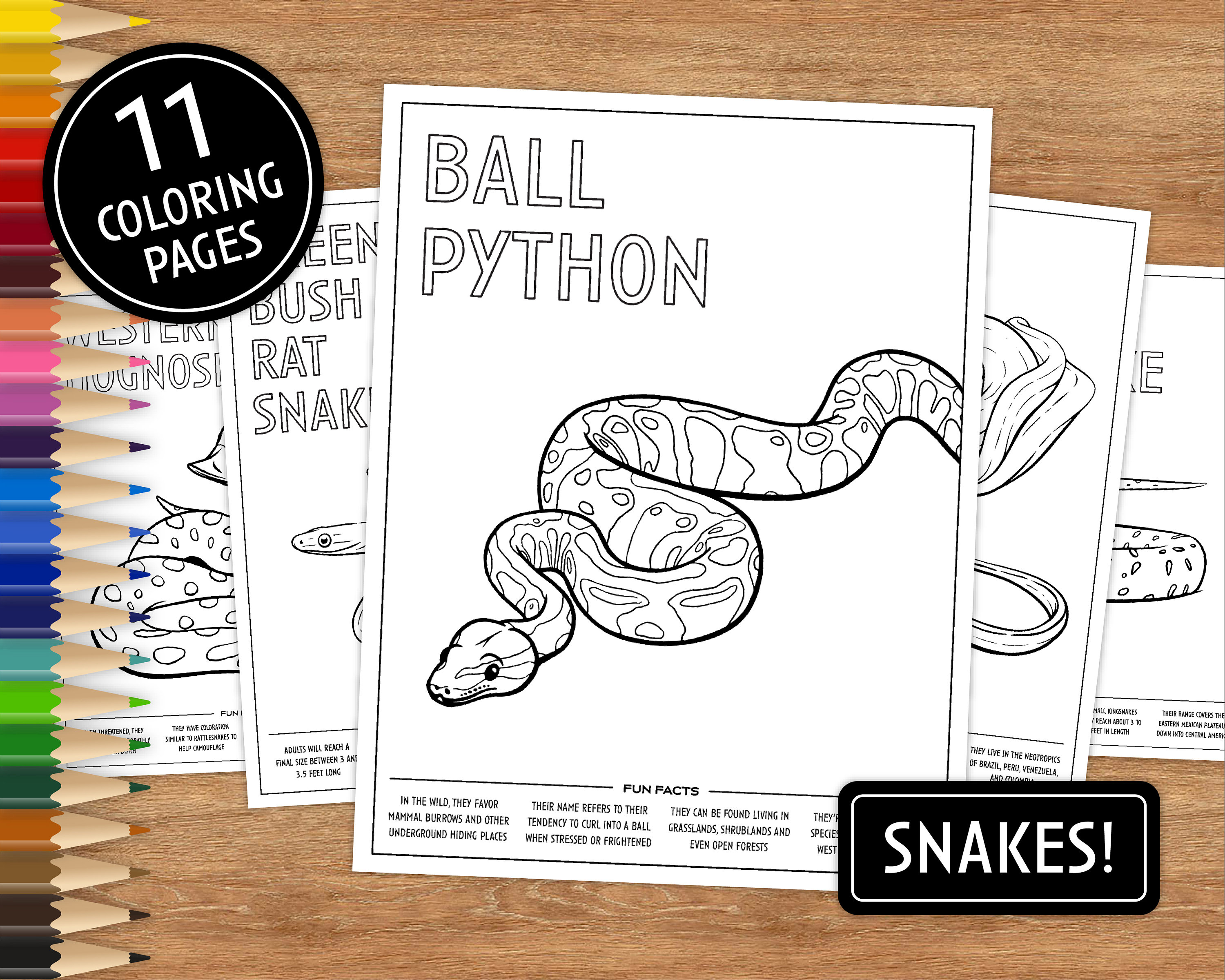 Printable coloring pages snakes with fun facts coloring pages for kids coloring pages printable digital download animals reptiles