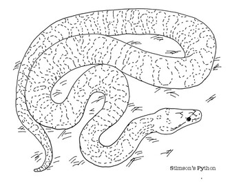 Stimsons python coloring page by mama draw it tpt