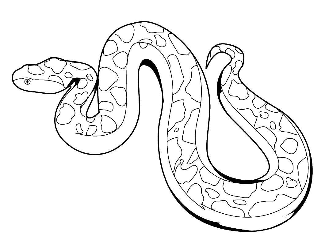 Online coloring pages python coloring page python the snake