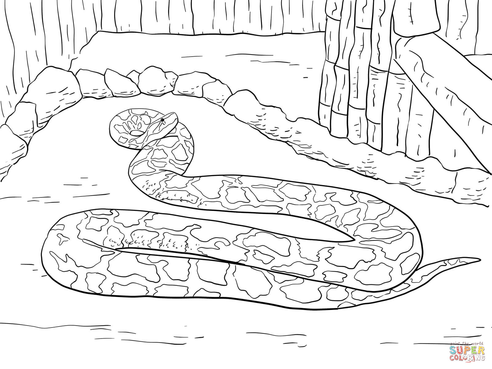 Burmese python coloring page free printable coloring pages