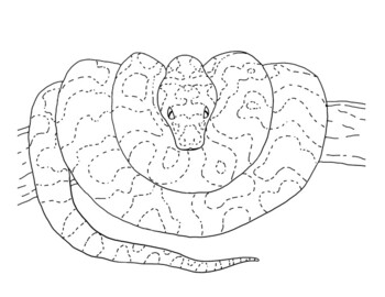 Southwest carpet python coloring page by mama draw it tpt