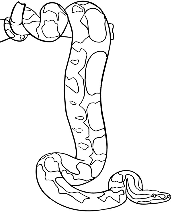 Big snake coloring sheet with boa