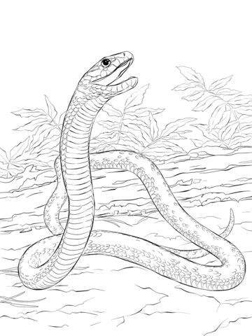 Free printable two black caimans coloring pages coloring picture assignment sheets pictures for child