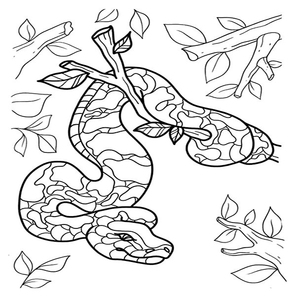 Python coloring pages