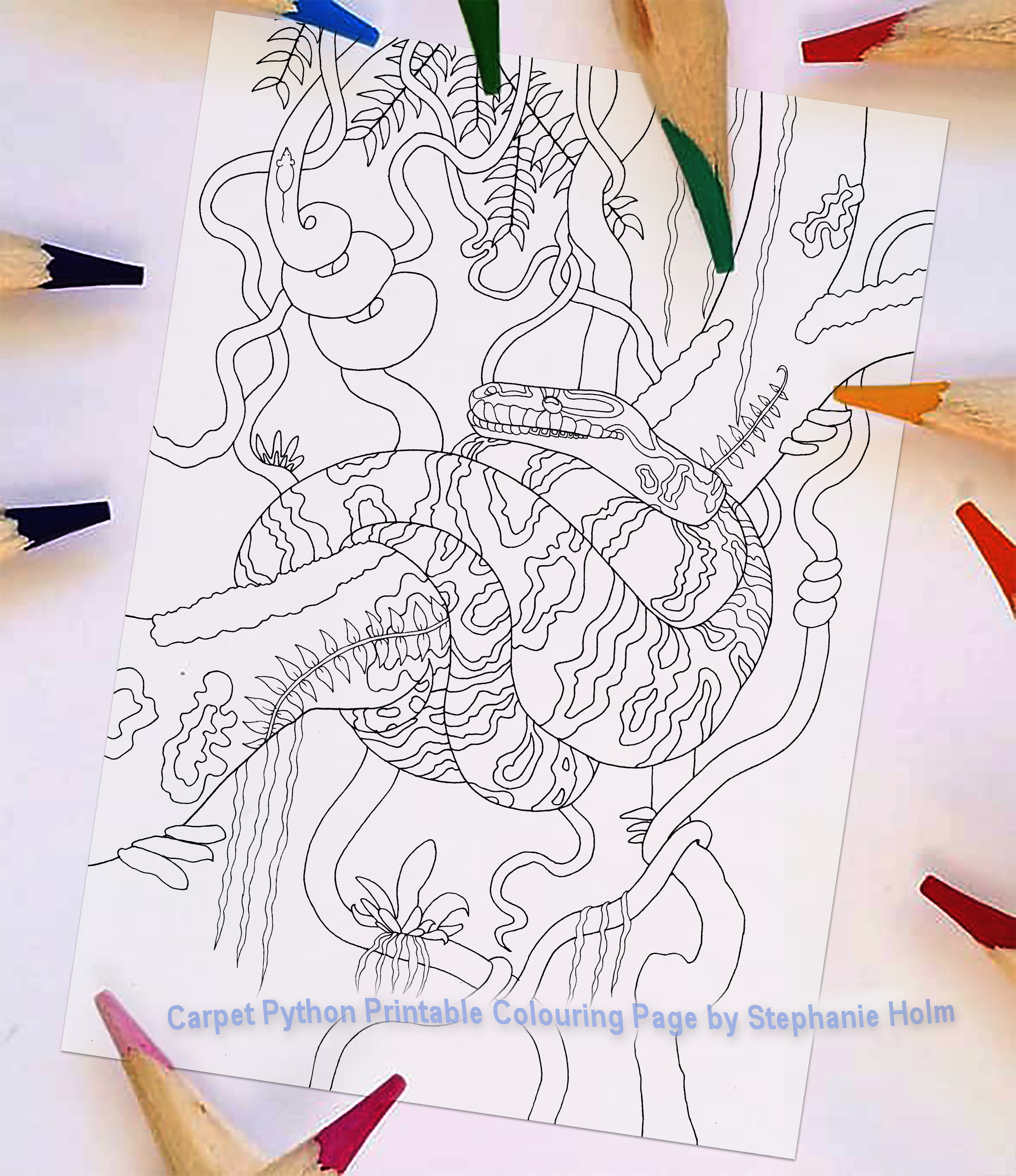 Carpet python snake in jungle colouring page australian animal natural history printable coloring pdf digital file download now