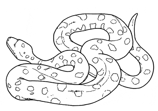 Anaconda coloring