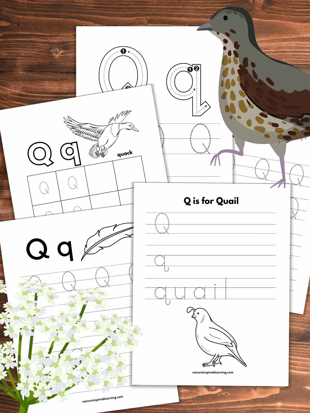 Free letter q tracing worksheets