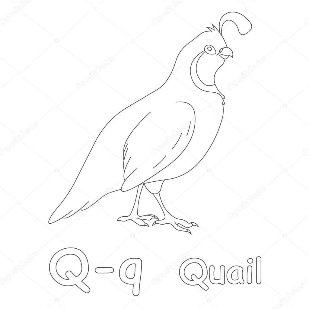 Q for quail coloring page stock illustration by arto