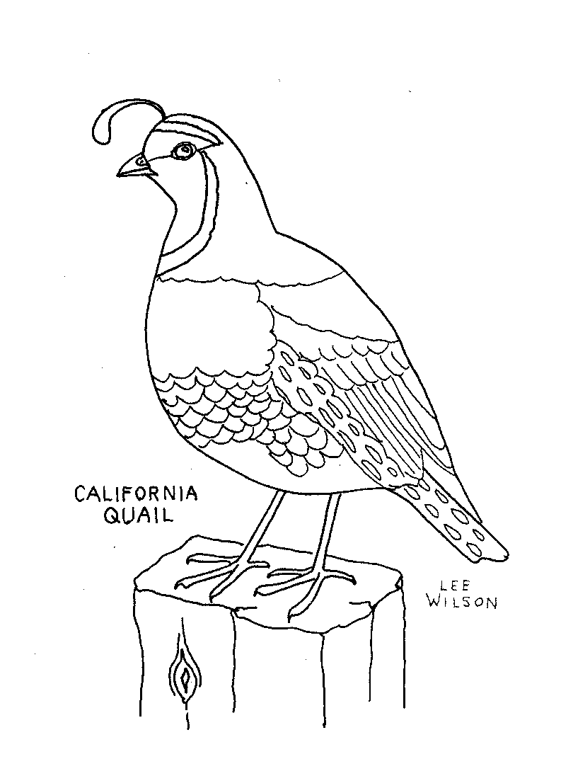 Quail coloring page