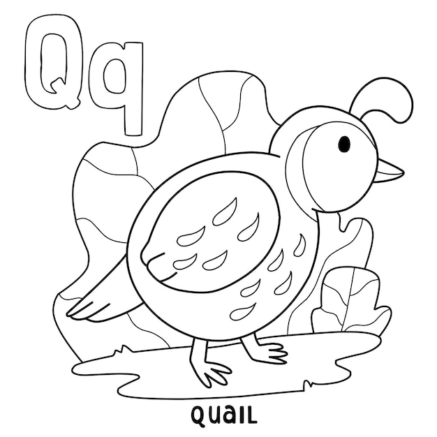 Premium vector alphabet animal quail for coloring with word hand drawn letter animal cartoon