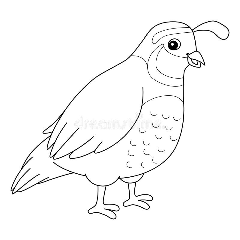 Quail color stock illustrations â quail color stock illustrations vectors clipart