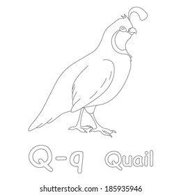 Q quail coloring page stock illustration