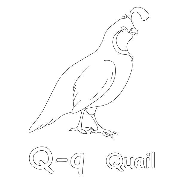 Letter q for quail coloring page stock photo