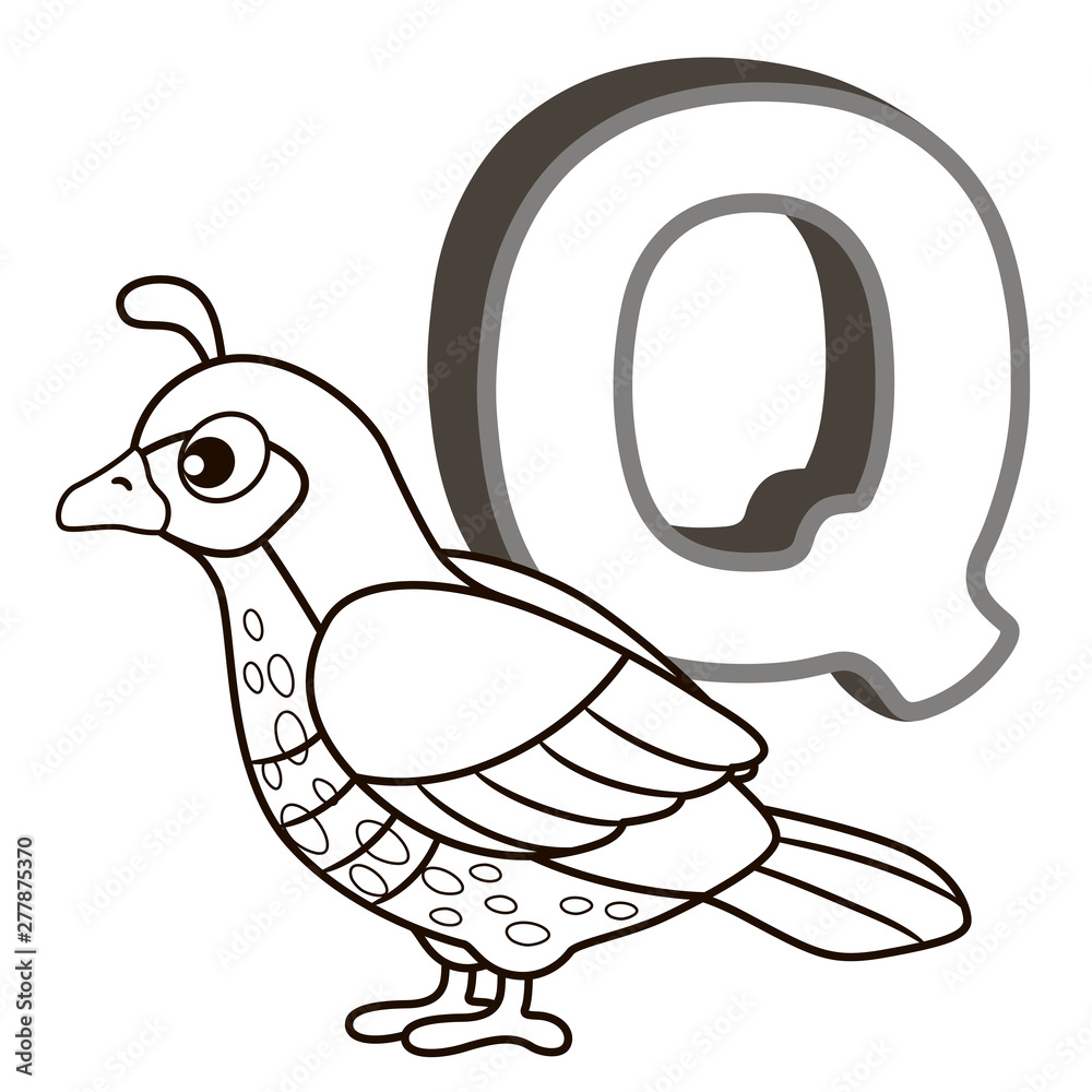 Coloring book alphabet with capital letters of the english and cute cartoon animals and things coloring page for kindergarten and preschool cards for learning english letter q quail illustration