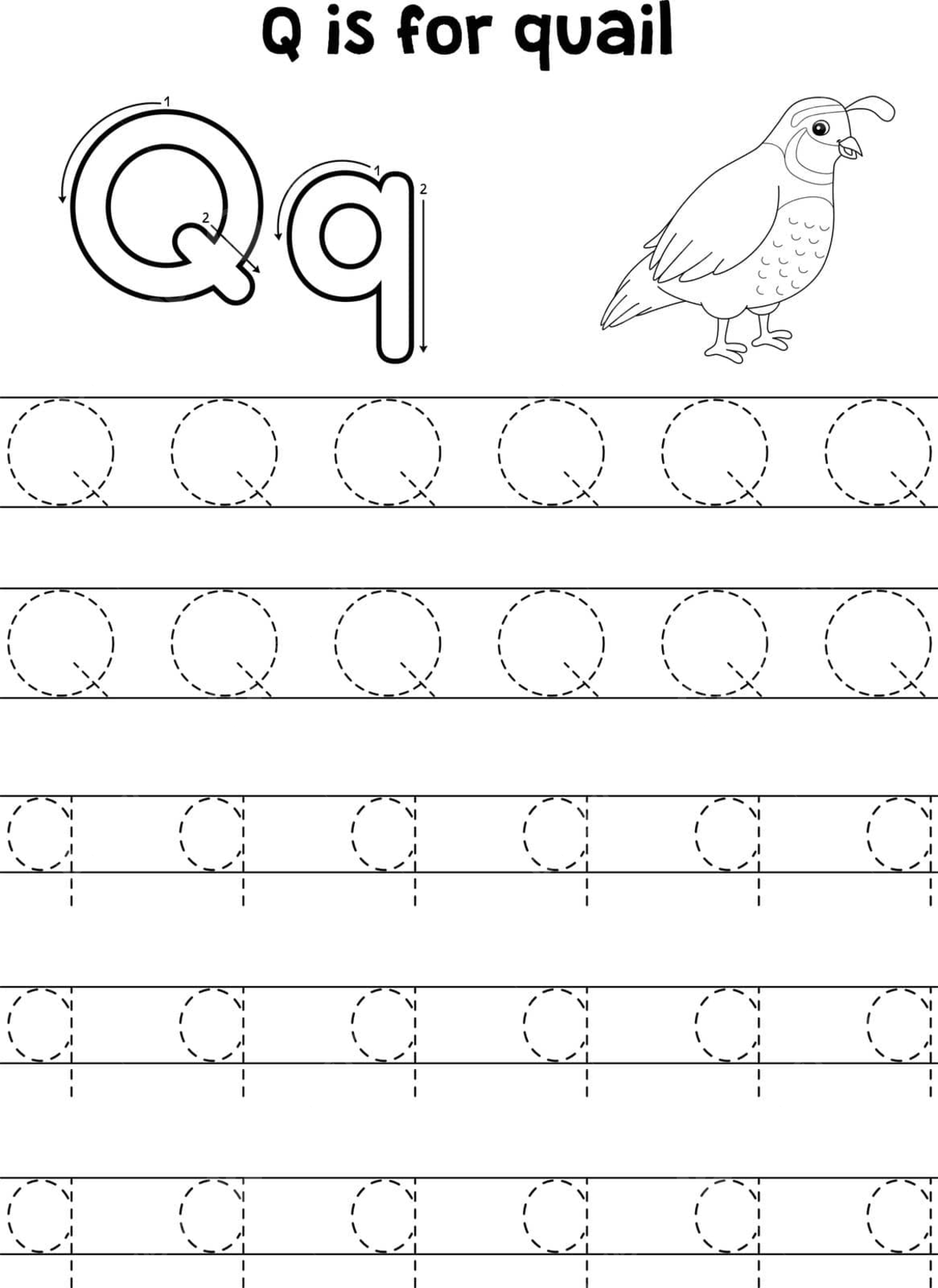 Abc coloring page featuring letter q tracing and quail animal illustration vector page child hand drawn png and vector with transparent background for free download