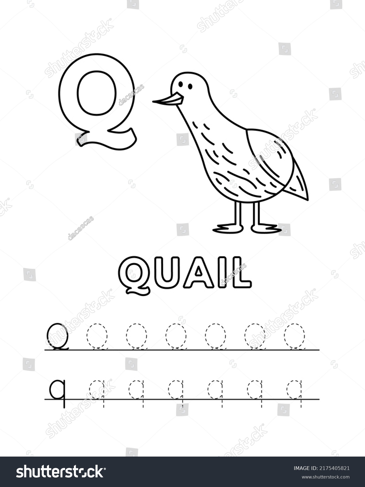 Vector illustration quail tracing practice worksheet stock vector royalty free