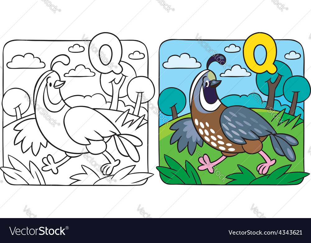 Little quail coloring book alphabet q royalty free vector