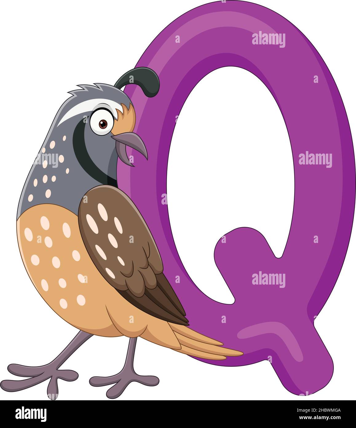 Alphabet letter q for quail stock vector image art