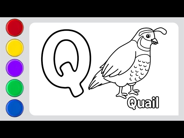 Quail bird drawing painting and coloring for kids toddlers how to draw quail bird