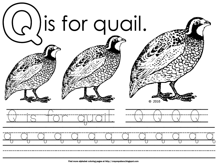 Q is for quail alphabet coloring page