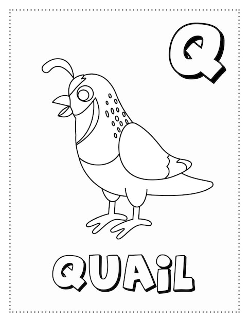 Premium vector letter q is for quail coloring page coloring book letter animals for kids