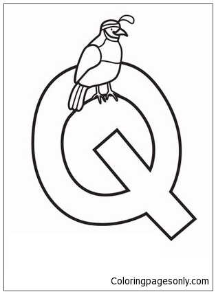 Letter q is for quail coloring page