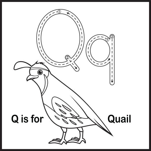 Color alphabet for children letter q quail stock photos pictures royalty