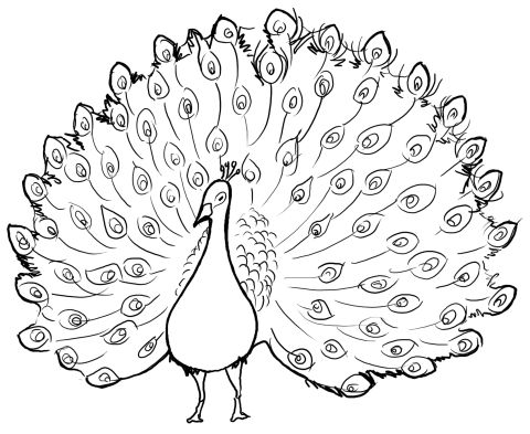 Sãºvisiaci obrãzok peacock coloring pages peacock drawing easy drawings
