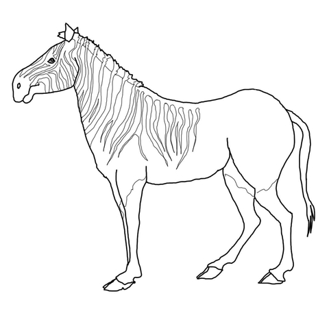 Quagga zebra coloring page free printable coloring pages