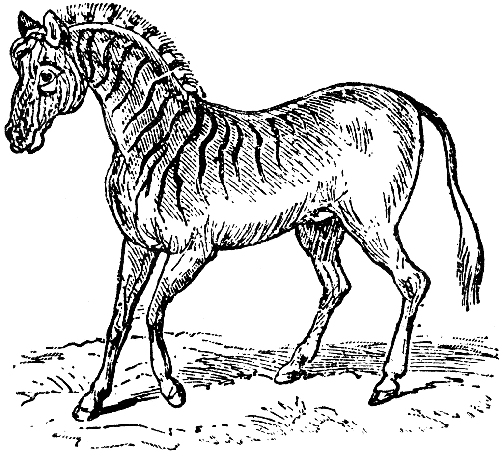 Quagga clipart