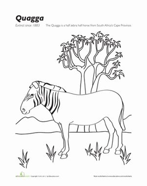 Quagga worksheet education extinct animals animals animal species