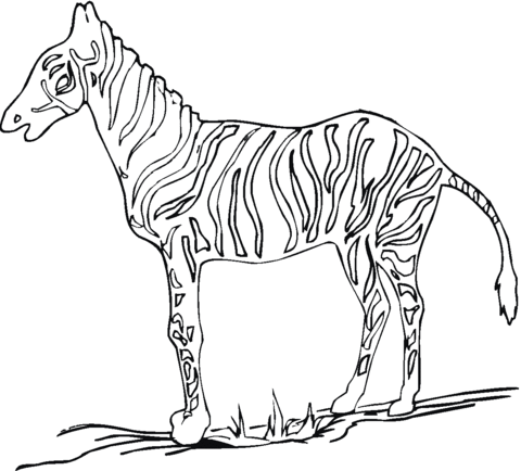 Zebra coloring page free printable coloring pages