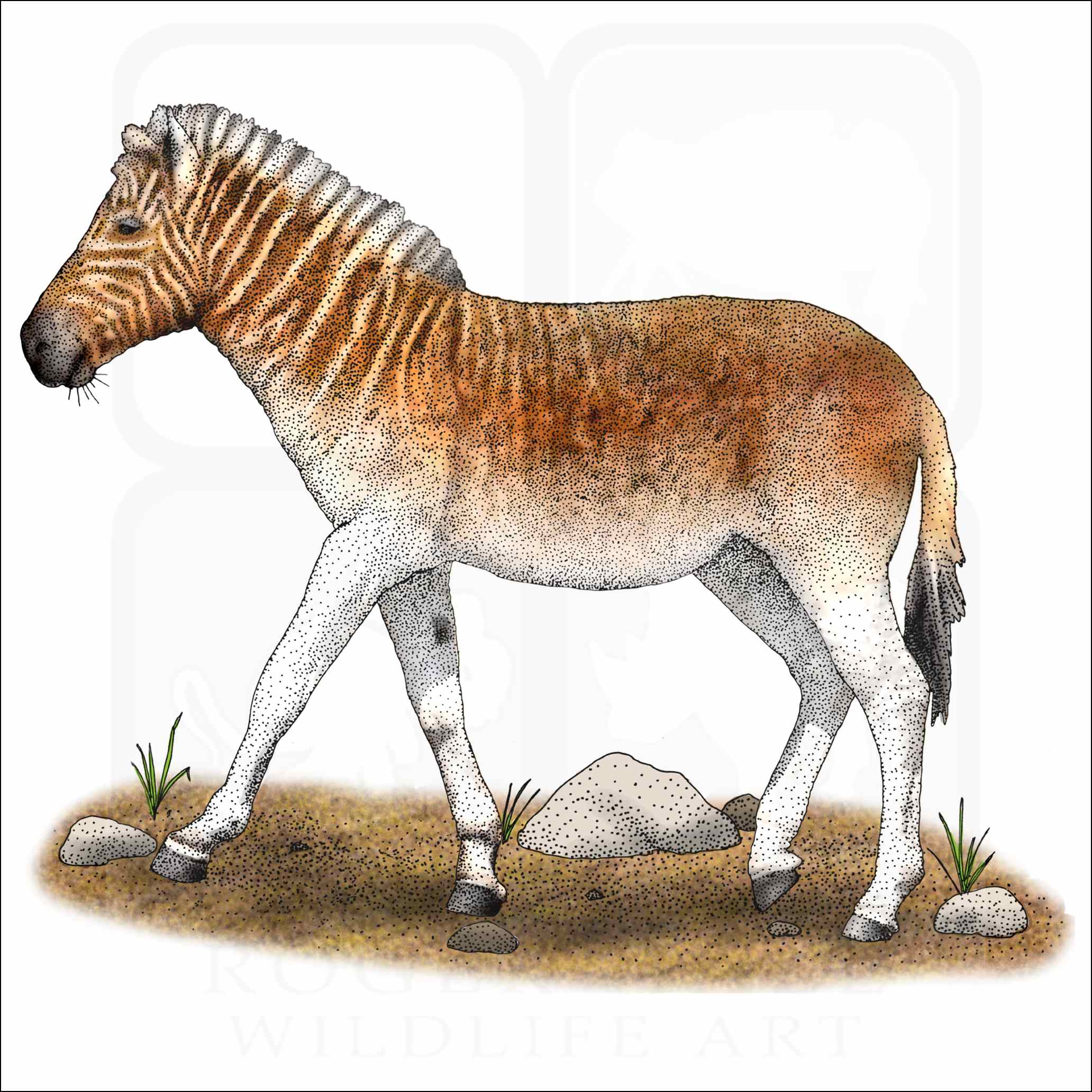 Quagga