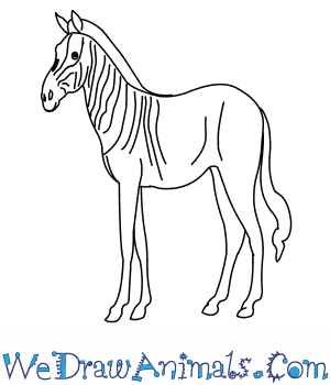 How to draw a quagga