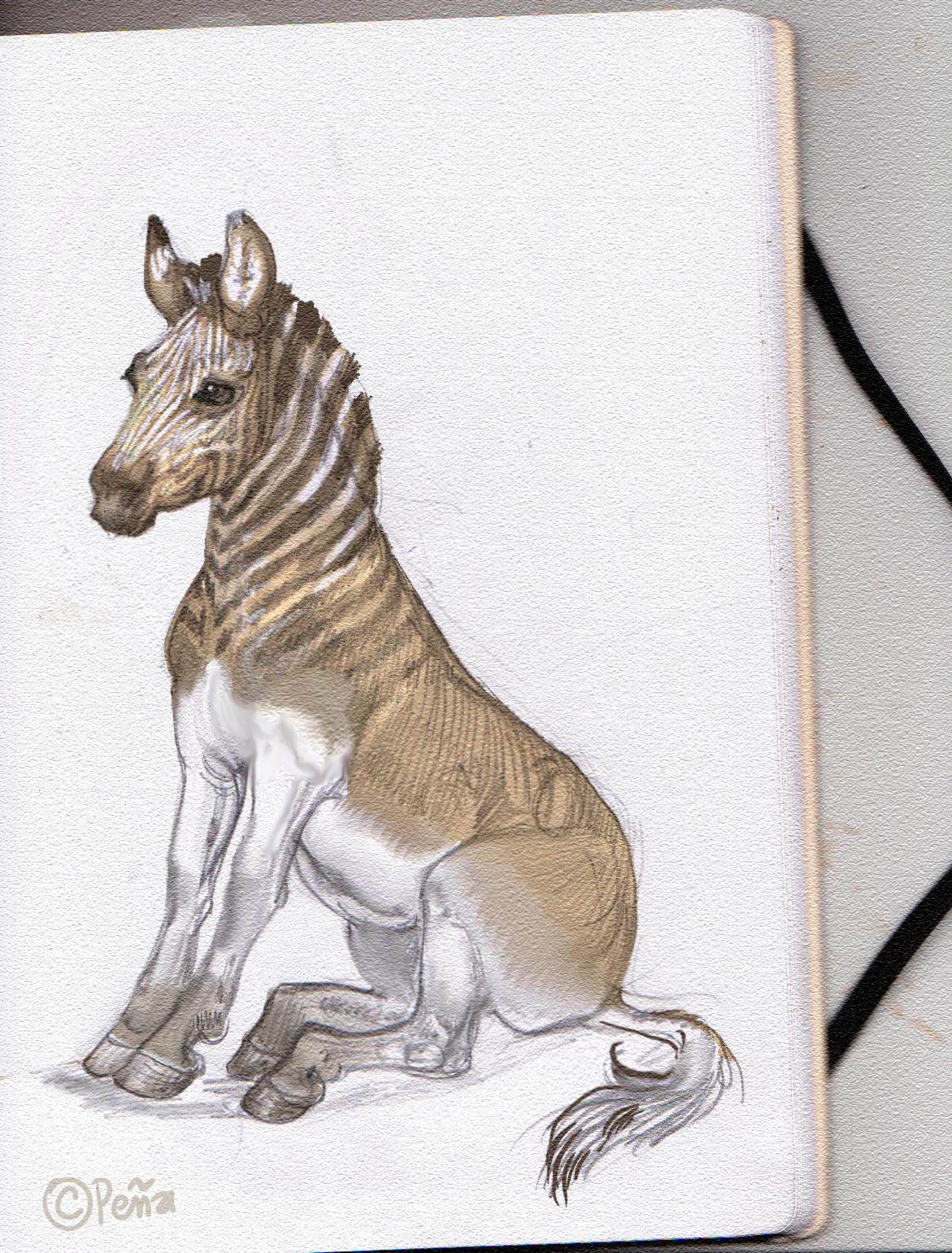 Sitting quagga by reptangle on