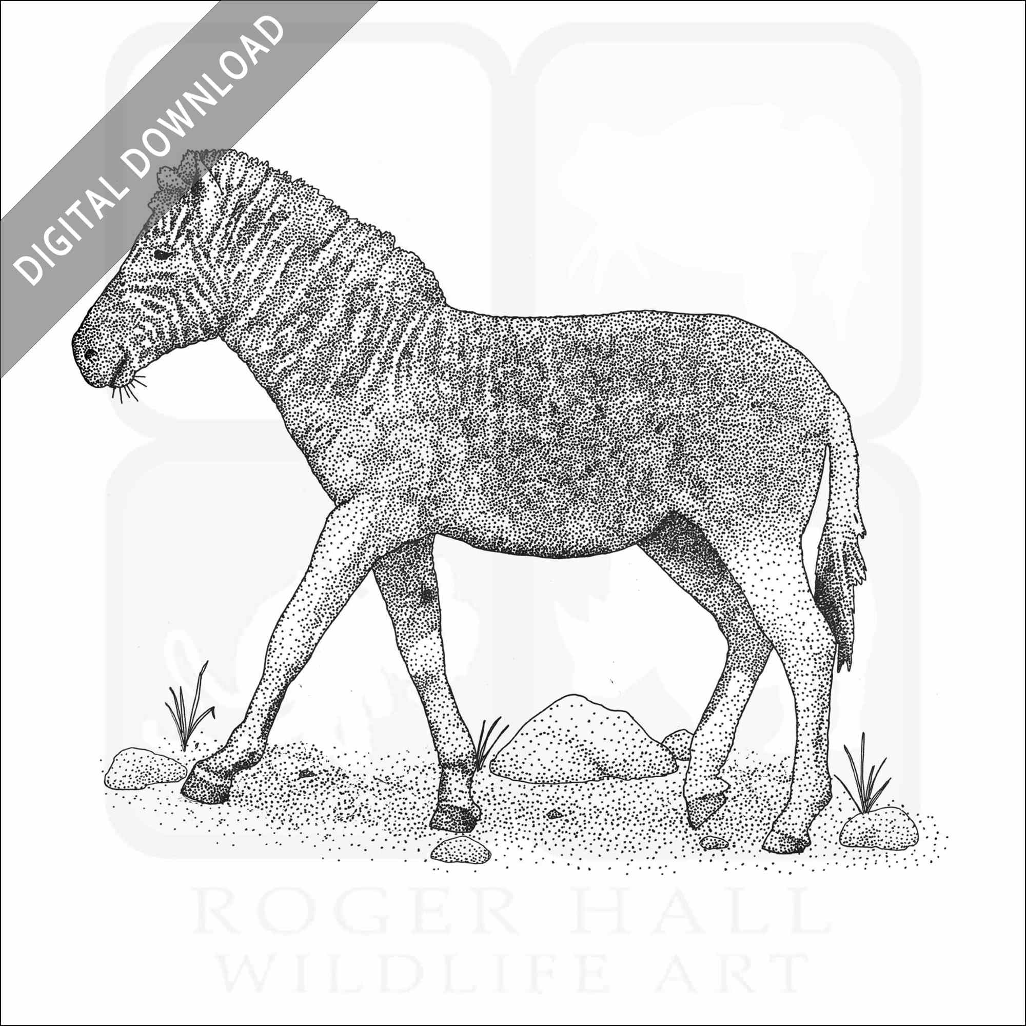 Stock art drawing of a quagga